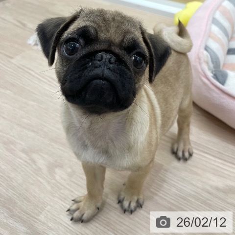 愛知県のパグ (ペットプラス 豊田店/2025年11月23日生まれ/男の子/フォーン)の子犬の3枚目の画像