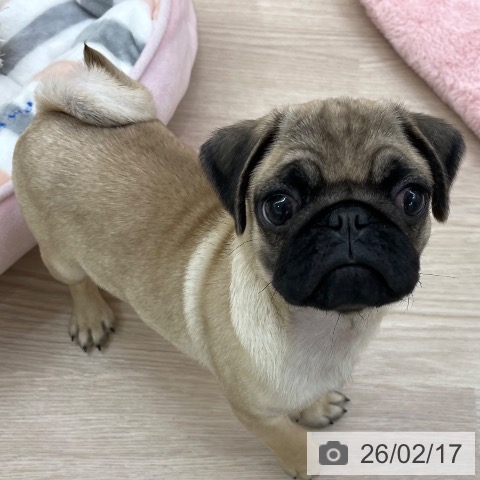 パグの写真