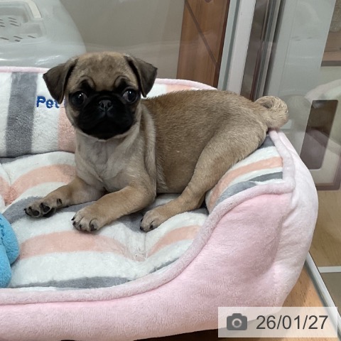 愛知県のパグ (ペットプラス 名古屋茶屋店/2025年11月23日生まれ/女の子/フォーン)の子犬の3枚目の画像