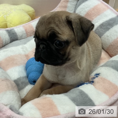 愛知県のパグ (ペットプラス 名古屋茶屋店/2025年11月23日生まれ/女の子/フォーン)の子犬の4枚目の画像