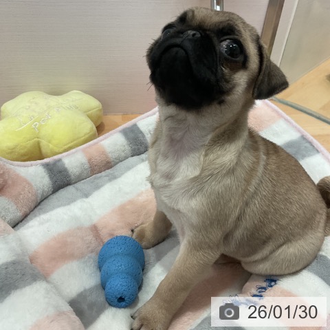 愛知県のパグ (ペットプラス 名古屋茶屋店/2025年11月23日生まれ/女の子/フォーン)の子犬の3枚目の画像
