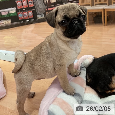愛知県のパグ (ペットプラス 名古屋茶屋店/2025年11月23日生まれ/女の子/フォーン)の子犬の3枚目の画像