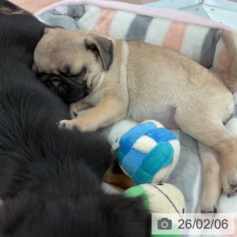 愛知県のパグ (ペットプラス 名古屋茶屋店/2025年11月23日生まれ/女の子/フォーン)の子犬の3枚目の画像