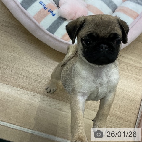 愛知県のパグ (ペットプラス mozoワンダーシティ店/2025年11月23日生まれ/女の子/フォーン)の子犬の3枚目の画像