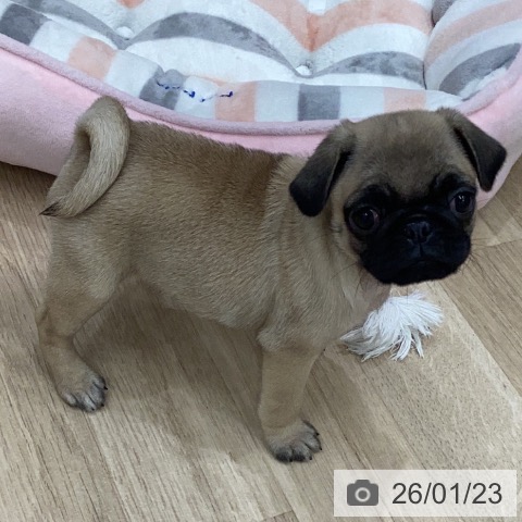 パグの写真
