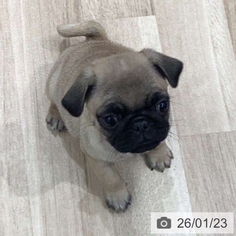 岐阜県のパグ (ペットプラス 各務原店/2025年11月23日生まれ/女の子/フォーン)の子犬の4枚目の画像