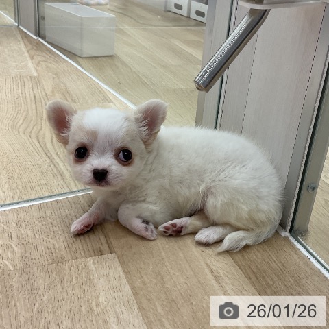 愛知県のチワワ(ロング) (ペットプラス イオンモール豊川店/2025年11月24日生まれ/女の子/ホワイトクリーム)の子犬の4枚目の画像