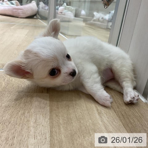 愛知県のチワワ(ロング) (ペットプラス イオンモール豊川店/2025年11月24日生まれ/女の子/ホワイトクリーム)の子犬の3枚目の画像