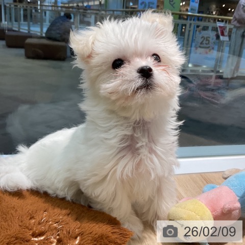 愛知県のマルチーズ (ペットプラス 岡崎店/2025年11月21日生まれ/男の子/ホワイト)の子犬の4枚目の画像