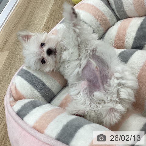 愛知県のマルチーズ (ペットプラス 豊橋牧野店/2025年11月21日生まれ/男の子/ホワイト)の子犬の4枚目の画像