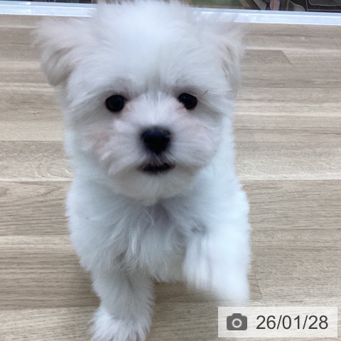 愛知県のマルチーズ (ペットプラス みなと店/2025年11月21日生まれ/男の子/ホワイト)の子犬の4枚目の画像
