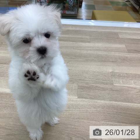 愛知県のマルチーズ (ペットプラス みなと店/2025年11月21日生まれ/男の子/ホワイト)の子犬の3枚目の画像