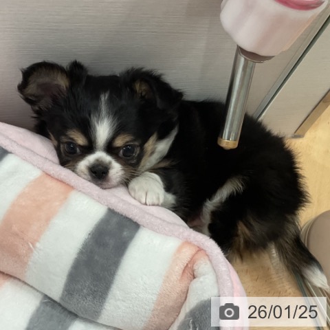 愛知県のチワワ(ロング) (ペットプラス 名古屋茶屋店/2025年11月23日生まれ/男の子/ブラックタンホワイト)の子犬の4枚目の画像