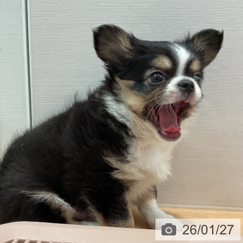 愛知県のチワワ(ロング) (ペットプラス 名古屋茶屋店/2025年11月23日生まれ/男の子/ブラックタンホワイト)の子犬の4枚目の画像