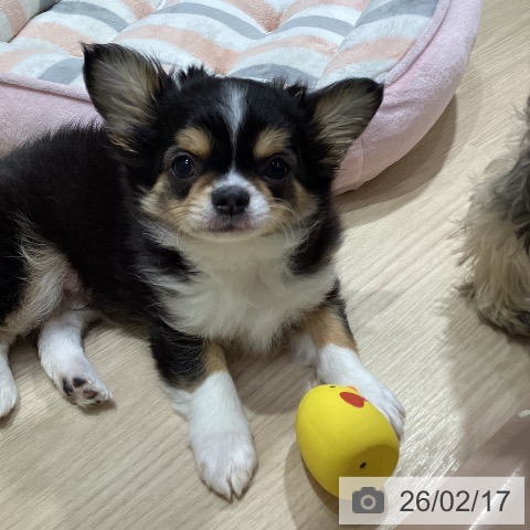 愛知県のチワワ(ロング) (ペットプラス イオンモール長久手店/2025年11月23日生まれ/男の子/ブラックタンホワイト)の子犬の4枚目の画像