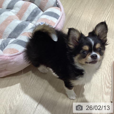 愛知県のチワワ(ロング) (ペットプラス イオンモール長久手店/2025年11月23日生まれ/男の子/ブラックタンホワイト)の子犬の3枚目の画像