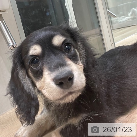 愛知県のミニチュアダックスフンド(ロング) (ペットプラス 則武新町店/2025年11月22日生まれ/男の子/ブラックタン)の子犬の3枚目の画像