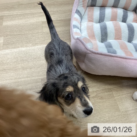 愛知県のミニチュアダックスフンド(ロング) (ペットプラス mozoワンダーシティ店/2025年11月22日生まれ/男の子/シルバーダップル)の子犬の4枚目の画像