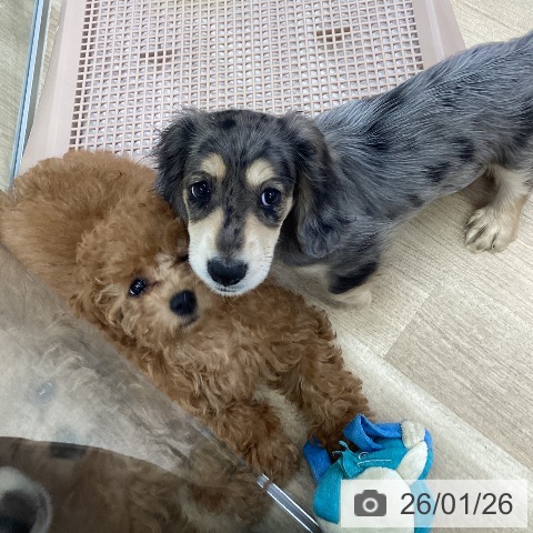 愛知県のミニチュアダックスフンド(ロング) (ペットプラス mozoワンダーシティ店/2025年11月22日生まれ/男の子/シルバーダップル)の子犬の3枚目の画像