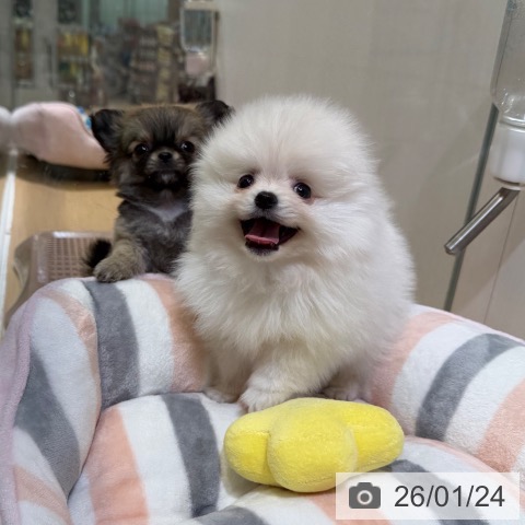 愛知県のポメラニアン (ペットプラス ナゴヤドーム前店/2025年11月22日生まれ/男の子/ホワイト)の子犬の4枚目の画像