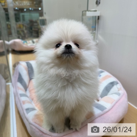 愛知県のポメラニアン (ペットプラス ナゴヤドーム前店/2025年11月22日生まれ/男の子/ホワイト)の子犬の3枚目の画像