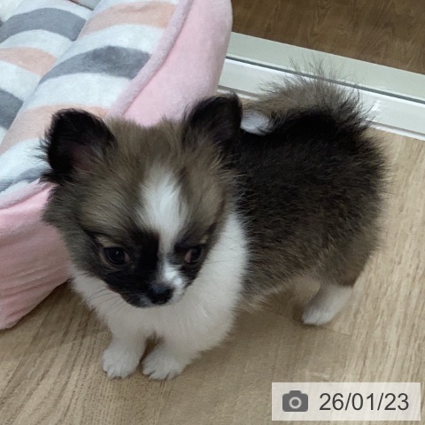 岐阜県のチワワ(ロング) (ペットプラス 各務原店/2025年11月21日生まれ/女の子/フォーンホワイト)の子犬の3枚目の画像