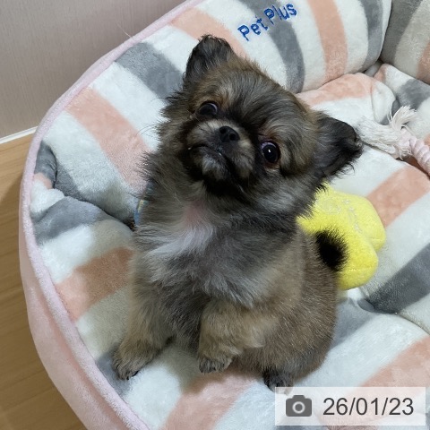 愛知県のチワワ(ロング) (ペットプラス ナゴヤドーム前店/2025年11月21日生まれ/女の子/フォーン)の子犬の4枚目の画像