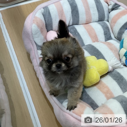 愛知県のチワワ(ロング) (ペットプラス ナゴヤドーム前店/2025年11月21日生まれ/女の子/フォーン)の子犬の3枚目の画像
