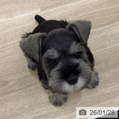 愛知県のミニチュアシュナウザー (ペットプラス イオンモール豊川店/2025年11月21日生まれ/男の子/ソルトペッパー)の子犬の4枚目の画像