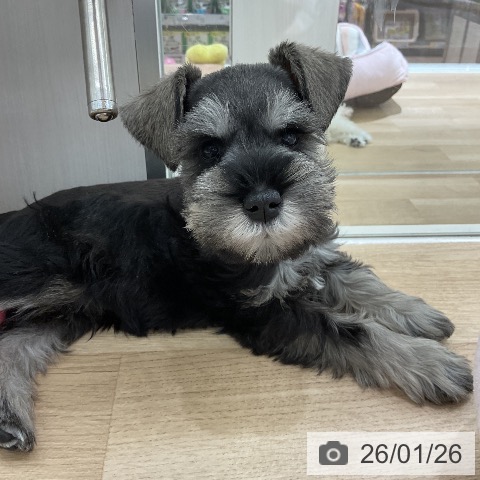 愛知県のミニチュアシュナウザー (ペットプラス イオンモール豊川店/2025年11月21日生まれ/男の子/ソルトペッパー)の子犬の3枚目の画像