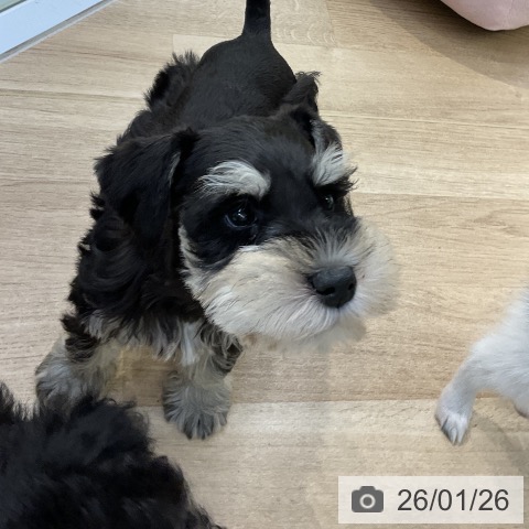 愛知県のミニチュアシュナウザー (ペットプラス mozoワンダーシティ店/2025年11月21日生まれ/男の子/ブラックシルバー)の子犬の4枚目の画像