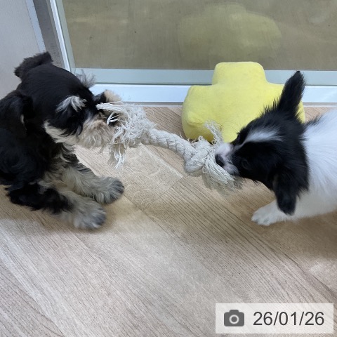 愛知県のミニチュアシュナウザー (ペットプラス mozoワンダーシティ店/2025年11月21日生まれ/男の子/ブラックシルバー)の子犬の3枚目の画像