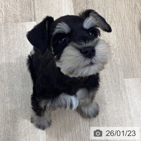 岐阜県のミニチュアシュナウザー (ペットプラス 各務原店/2025年11月21日生まれ/男の子/ブラックシルバー)の子犬の4枚目の画像