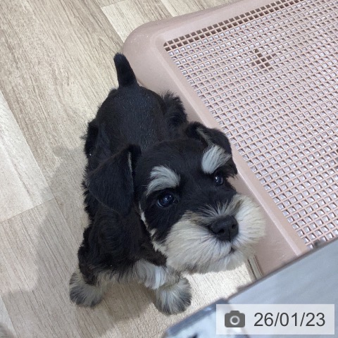 岐阜県のミニチュアシュナウザー (ペットプラス 各務原店/2025年11月21日生まれ/男の子/ブラックシルバー)の子犬の3枚目の画像