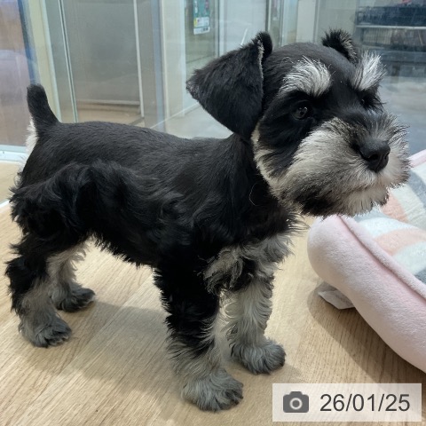 愛知県のミニチュアシュナウザー (ペットプラス 熱田店/2025年11月21日生まれ/女の子/ブラックシルバー)の子犬の4枚目の画像