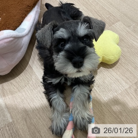 三重県のミニチュアシュナウザー (ペットプラス 鈴鹿店/2025年11月21日生まれ/女の子/ソルトペッパー)の子犬の4枚目の画像