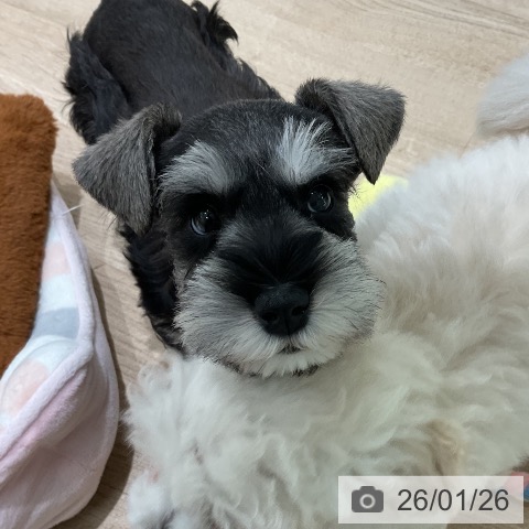 三重県のミニチュアシュナウザー (ペットプラス 鈴鹿店/2025年11月21日生まれ/女の子/ソルトペッパー)の子犬の3枚目の画像