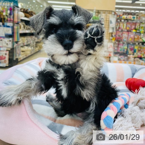 ミニチュア・シュナウザーの写真