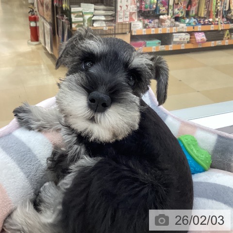 ミニチュア・シュナウザーの写真