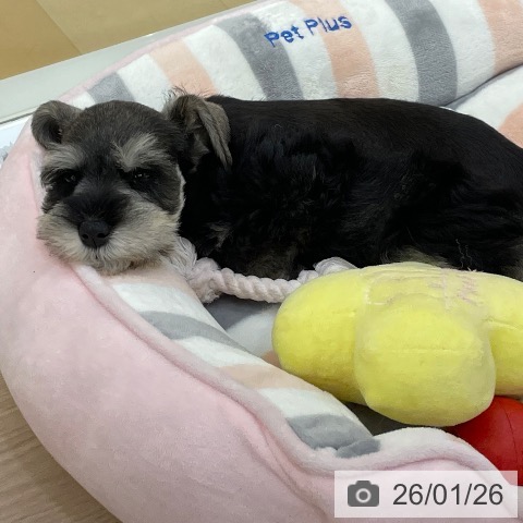 愛知県のミニチュアシュナウザー (ペットプラス 豊田店/2025年11月21日生まれ/女の子/ソルトペッパー)の子犬の3枚目の画像