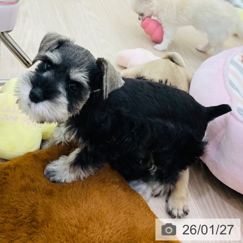 愛知県のミニチュアシュナウザー (ペットプラス 豊田店/2025年11月21日生まれ/女の子/ソルトペッパー)の子犬の4枚目の画像