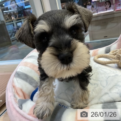 愛知県のミニチュアシュナウザー (ペットプラス 岡崎店/2025年11月21日生まれ/女の子/ソルトペッパー)の子犬の3枚目の画像
