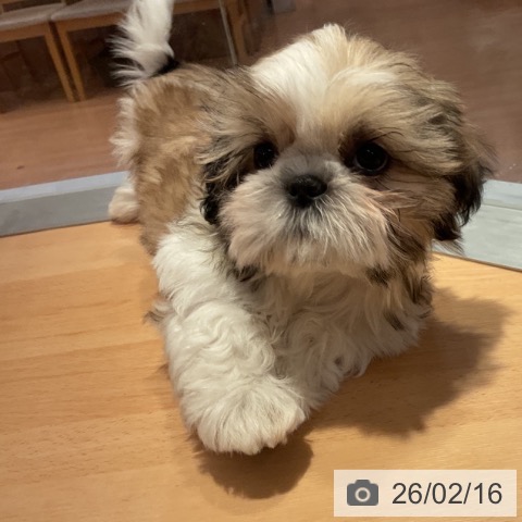 愛知県のシーズー (ペットプラス 名古屋茶屋店/2025年11月21日生まれ/男の子/ゴールドホワイト)の子犬の4枚目の画像