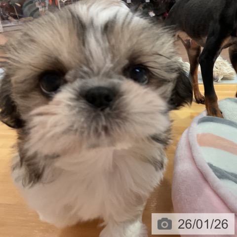 愛知県のシーズー (ペットプラス 名古屋茶屋店/2025年11月21日生まれ/男の子/ゴールドホワイト)の子犬の3枚目の画像