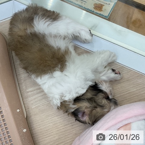 愛知県のシーズー (ペットプラス ナゴヤドーム前店/2025年11月21日生まれ/男の子/ゴールドホワイト)の子犬の4枚目の画像