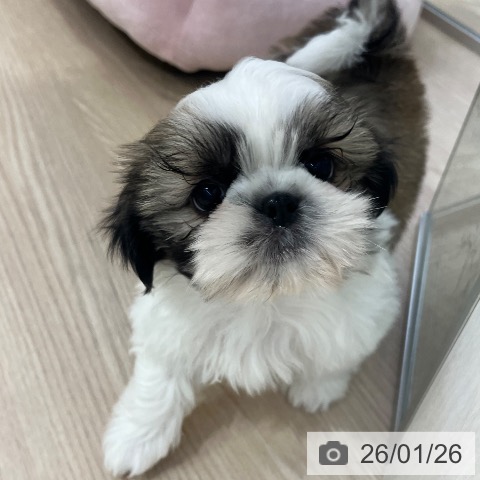 愛知県のシーズー (ペットプラス ナゴヤドーム前店/2025年11月21日生まれ/男の子/ゴールドホワイト)の子犬の3枚目の画像