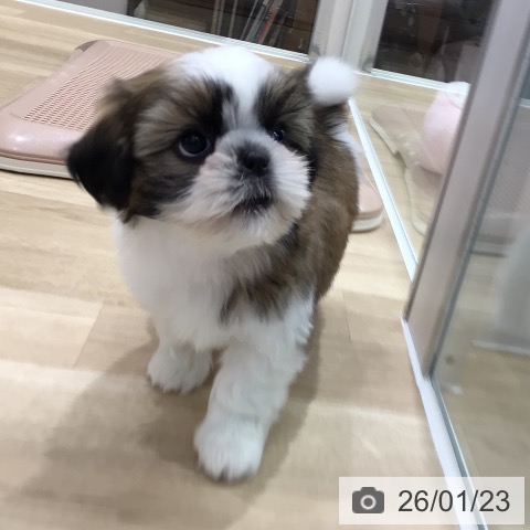 岐阜県のシーズー (ペットプラス 各務原店/2025年11月21日生まれ/女の子/ゴールドホワイト)の子犬の4枚目の画像