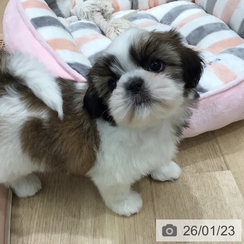 岐阜県のシーズー (ペットプラス 各務原店/2025年11月21日生まれ/女の子/ゴールドホワイト)の子犬の3枚目の画像