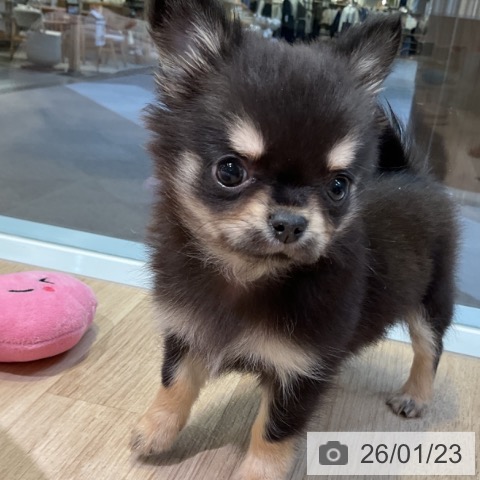 愛知県のチワワ(ロング) (ペットプラス 岡崎店/2025年11月23日生まれ/男の子/ブラックタン)の子犬の4枚目の画像