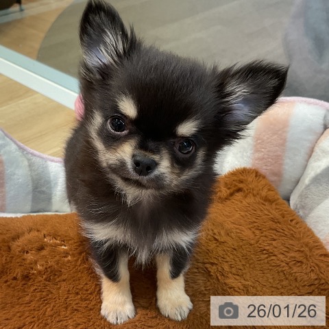 愛知県のチワワ(ロング) (ペットプラス 岡崎店/2025年11月23日生まれ/男の子/ブラックタン)の子犬の3枚目の画像